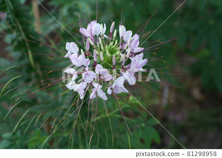Cleome 白花【綠底】 Cleome 白花【綠底】 81298958