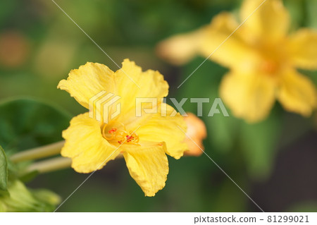 Yellow flower of Oshiroybana [green background] 81299021