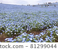 Hitachi Beach Resort Nemophila 81299044