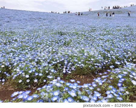 Hitachi Beach Resort Nemophila Hitachi Beach Resort Nemophila 81299044