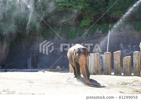 大象沐浴 大象沐浴動物園 金澤動物園 橫濱市神奈川縣 81299058