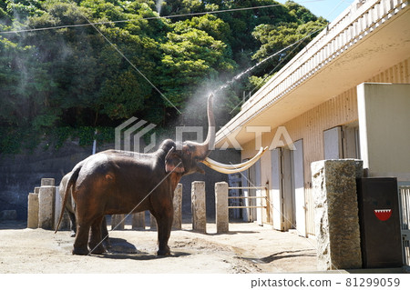 Elephant bathing Elephant bathing Zoo Kanazawa Zoo Yokohama City Kanagawa Prefecture 81299059