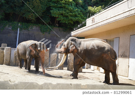 大象沐浴 大象沐浴動物園 金澤動物園 橫濱市神奈川縣 81299061