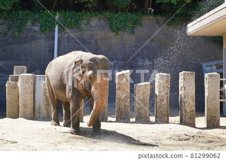 大象沐浴 大象沐浴動物園 金澤動物園 橫濱市神奈川縣 大象沐浴 大象沐浴動物園 金澤動物園 橫濱市神奈川縣 81299062