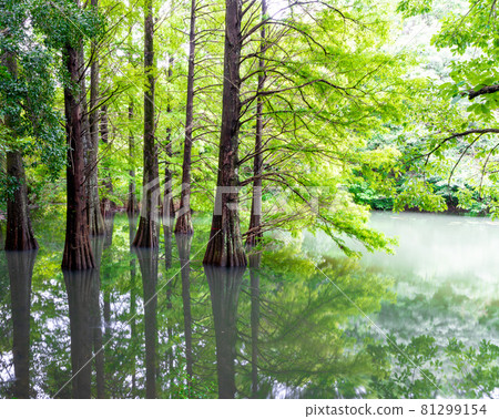 福岡縣笹栗久代之森笹栗町 81299154