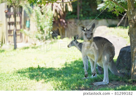 Kangaroo Zoo Kanazawa Zoo Yokohama City Kanagawa Prefecture Kangaroo Zoo Kanazawa Zoo Yokohama City Kanagawa Prefecture 81299182