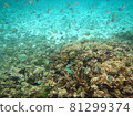 Okinawa Miyakojima Yae-dori 81299374