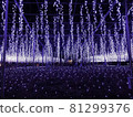 Ashikaga Flower Park Miraculous Ofuji 81299376