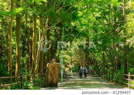 高尾山步道 81299407