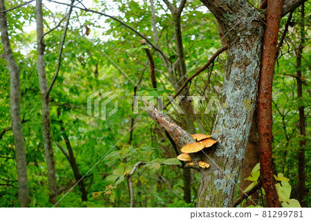 Mushrooms on the tree Mushrooms on the tree 81299781