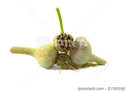 Grow garlic from cloves and bulbils Grow garlic from cloves and bulbils 81300288