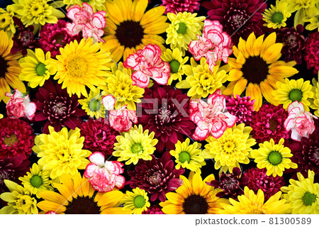 花盆裡的五顏六色的花 81300589