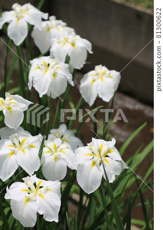 哈娜莎華 81300622