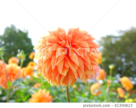 盛開的大麗花 81300623