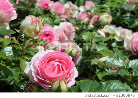 粉紅玫瑰 (Pierre de Ronsard) 粉紅玫瑰 (Pierre de Ronsard) 81300676