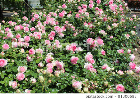 Pink rose (Pierre de Ronsard) Pink rose (Pierre de Ronsard) 81300685