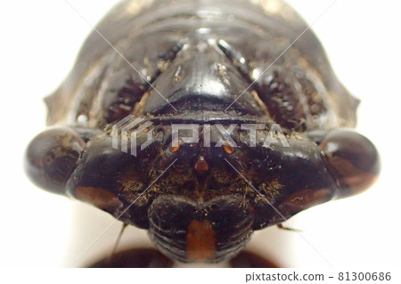 熊澤米的頭 熊澤米的頭 81300686