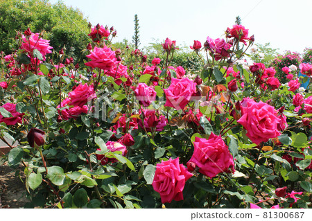 Rose in full bloom Rose in full bloom 81300687