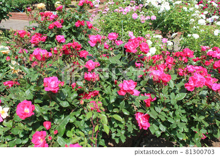 Rose in full bloom Rose in full bloom 81300703