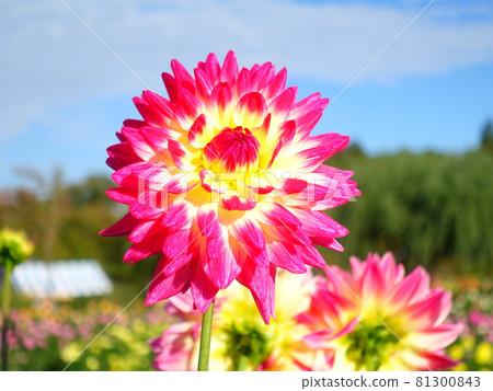 盛開的大麗花 81300843