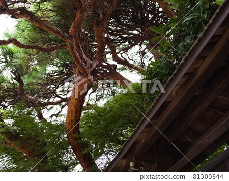 Pine tree of garden tree Pine tree of garden tree 81300844