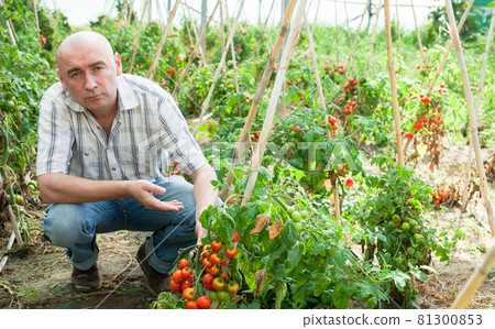 Farmer checking tomato plants Farmer checking tomato plants 81300853