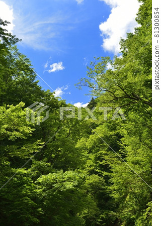 【青森縣西目屋村】安門溪谷的綠意盎然 81300854
