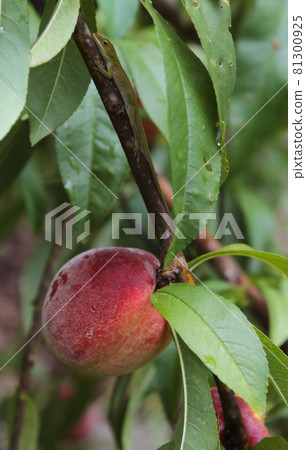 Green Anole Lizard in Peach Tree on Organic Farm Green Anole Lizard in Peach Tree on Organic Farm 81300925