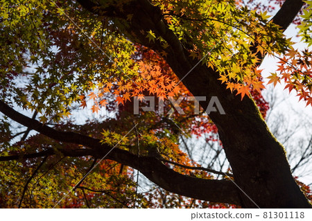 Autumn view of Koshiwata Furusato Village Autumn view of Koshiwata Furusato Village 81301118