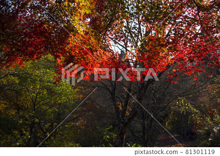 越渡故鄉的秋景 81301119