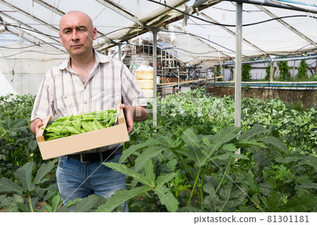 Portrait of man horticulturist holding crate with green okra Portrait of man horticulturist holding crate with green okra 81301181