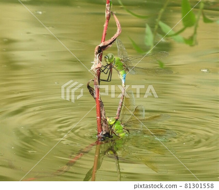 "Ginyanma" pair that connects and lays eggs 81301558