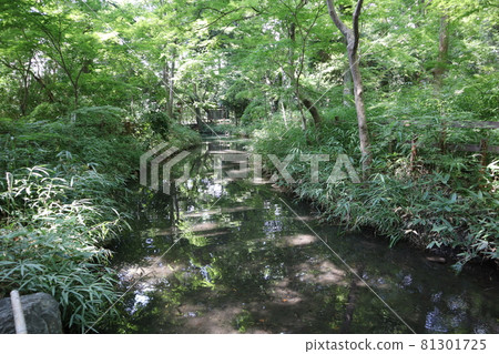 河面上的溪流景觀,水面上的地方綠樹倒影,充滿陽光的綠樹和植被森林 河面上的溪流景觀,水面上的地方綠樹倒影,充滿陽光的綠樹和植被森林 81301725