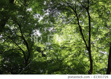 A landscape with a bright place where the sun shines on the deep green blue maple forest A landscape with a bright place where the sun shines on the deep green blue maple forest 81301726