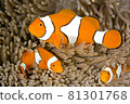 Clown Anemonefish, Amphiprion percula 81301768