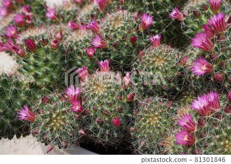 Cactus 81301846