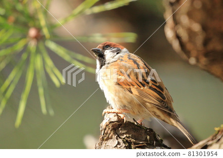 麻雀特寫 麻雀特寫 81301954