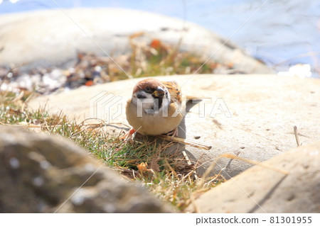 Sparrow close-up 81301955