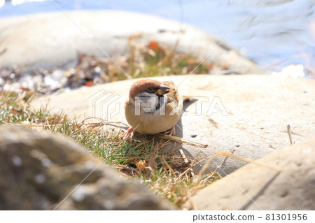 Sparrow close-up Sparrow close-up 81301956