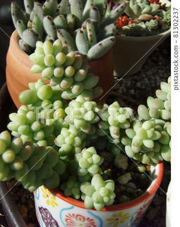 Succulent beer pop 81302237