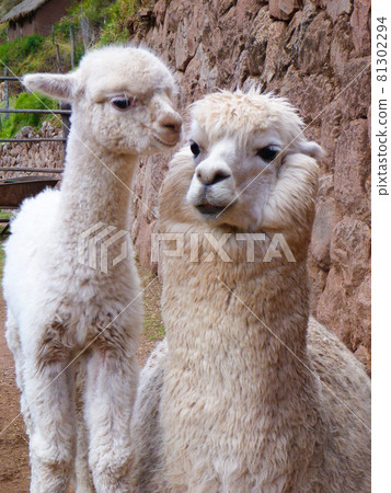 White parent and child alpaca snuggle up at a ranch near Cusco, Peru 81302294