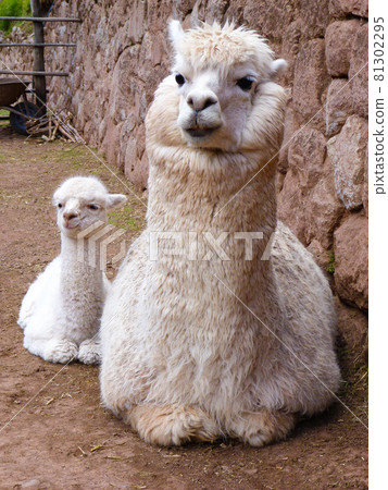White parent-child alpaca sitting snuggling up on a ranch near Cusco, Peru 81302295