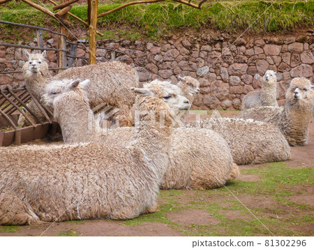 Multiple white alpaca sitting leisurely on an alpaca ranch near Cusco, Peru 81302296