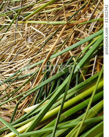 Phragmites australis, a daily necessities on the floating island of Lake Titicaca, Peru 81302342