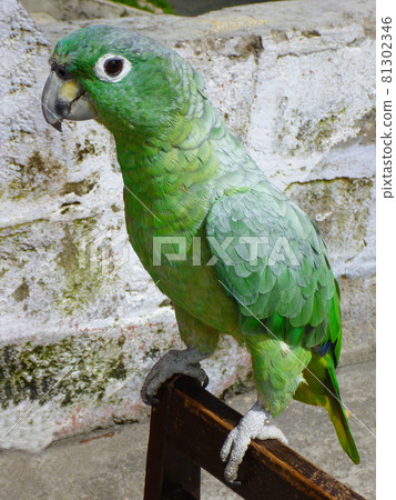 A cute figure of a colorful green parrot staring at you A cute figure of a colorful green parrot staring at you 81302346