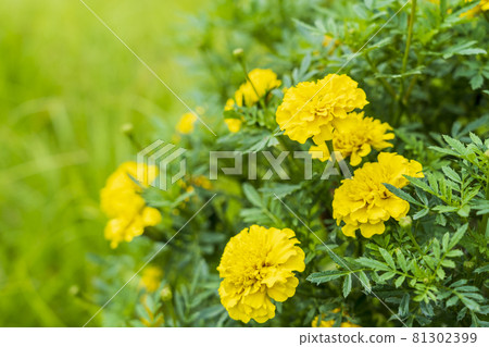 Yellow marigold flower Yellow marigold flower 81302399