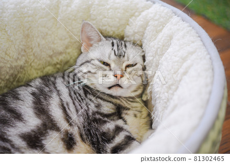 像歌舞伎一樣睡著臉的貓 81302465