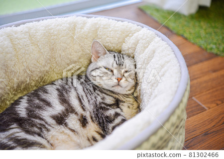 像歌舞伎一樣睡著臉的貓 81302466