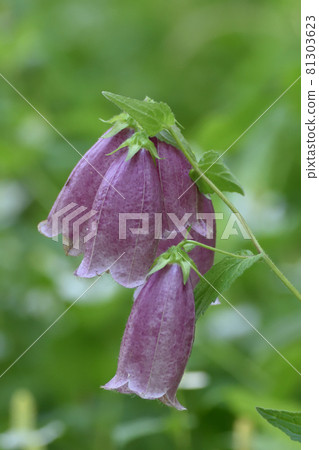 Yama firefly bellflower. Multiple magenta bell-shaped flowers Yama firefly bellflower. Multiple magenta bell-shaped flowers 81303623