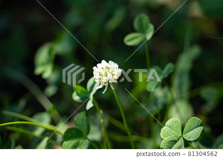 White clover White clover 81304562